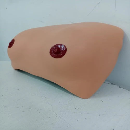 Breast Examination Model