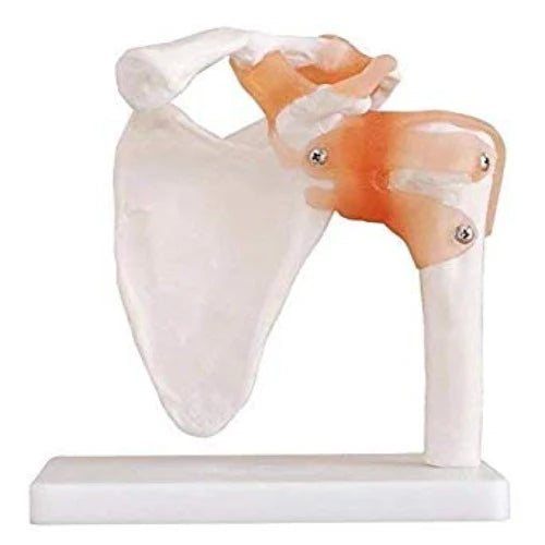 Shoulder Joint Model
