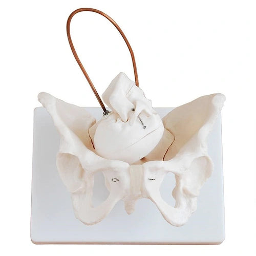 Birth Demonstration Model