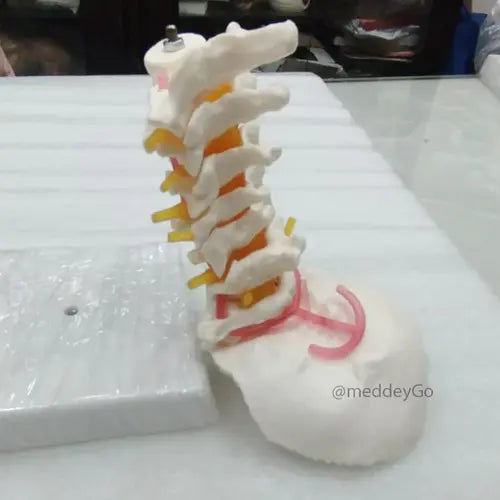 cervical spine with neck