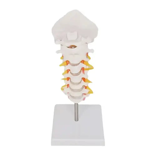 cervical spine with neck