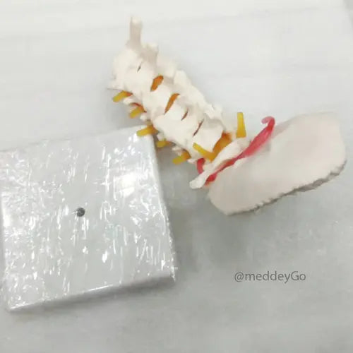 cervical spine with neck