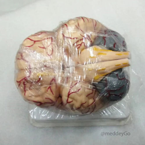 Deluxe Brain Model 8 Parts