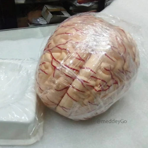 Deluxe Brain Model 8 Parts