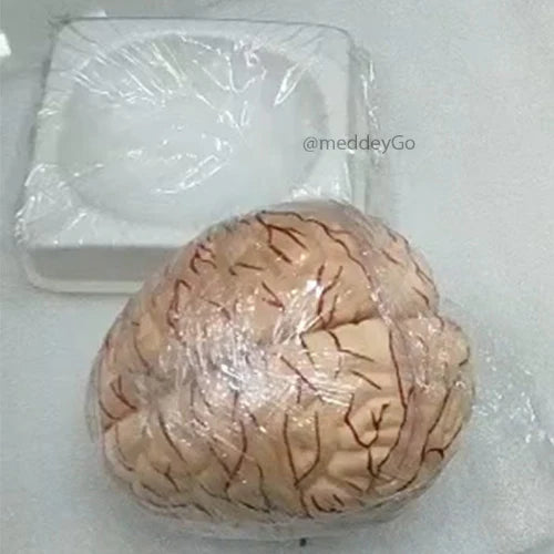 Deluxe Brain Model 8 Parts