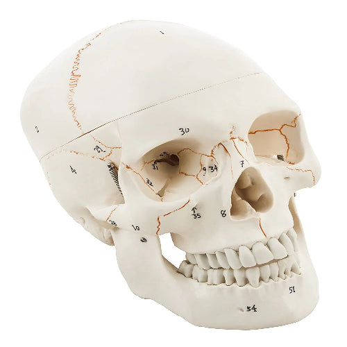 human skull anatomy