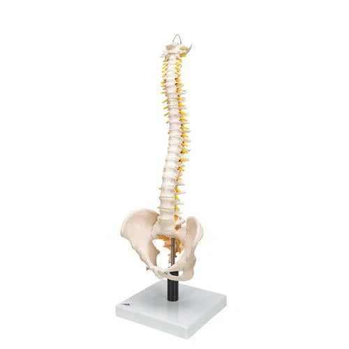 Mini Spine Model