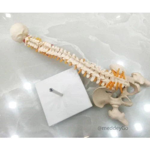 Mini Spine Model