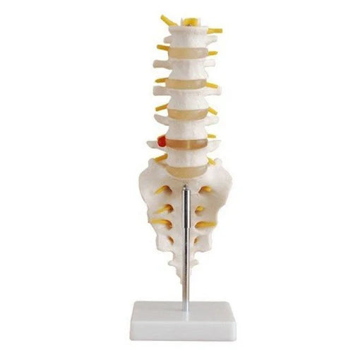 human spine model with 5 vertebrae