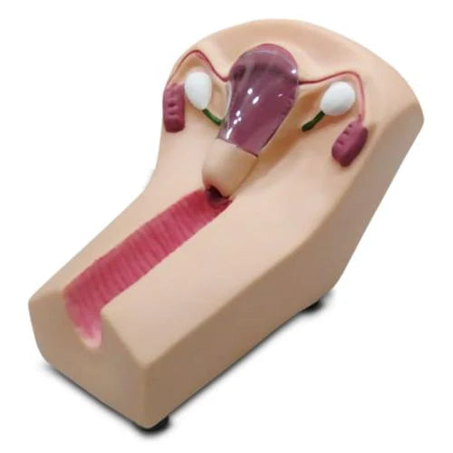 IUD Training Skin Model