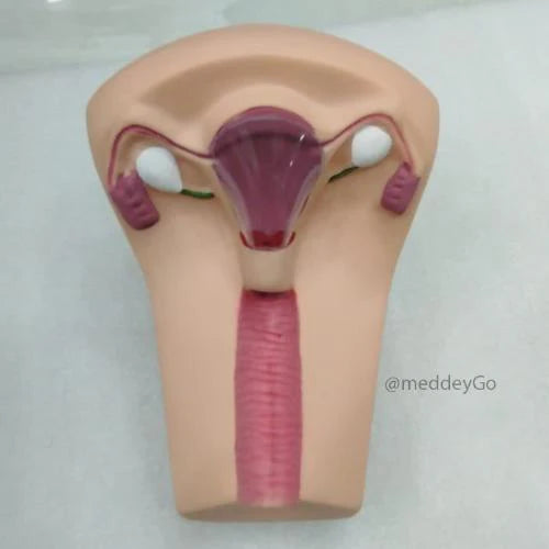 IUD Training Skin Model