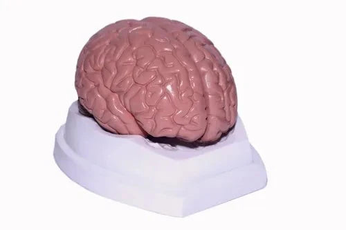 2 part brain deluxe model