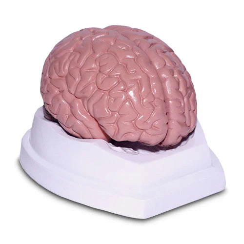 2 part brain deluxe model
