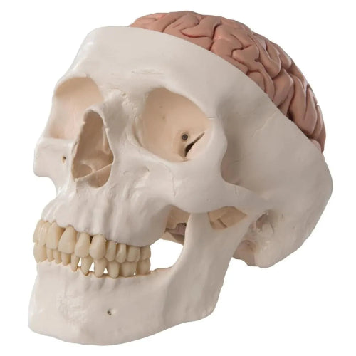 brain skull