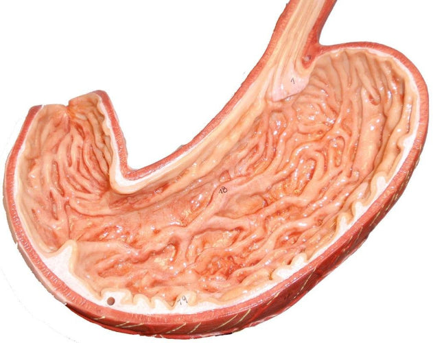 stomach model