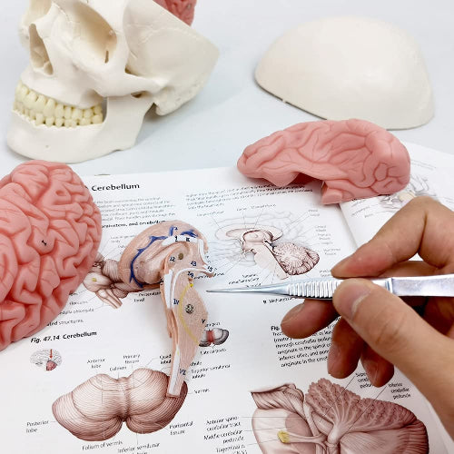 Skull model with brain