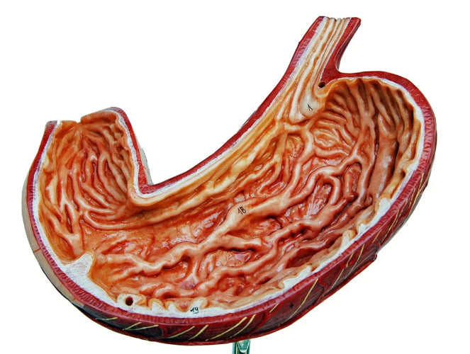 model stomach