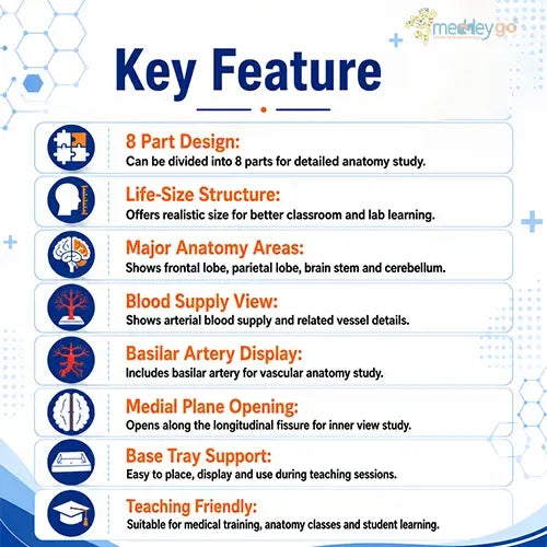 Deluxe Brain Model 8 Parts for Medical Training
