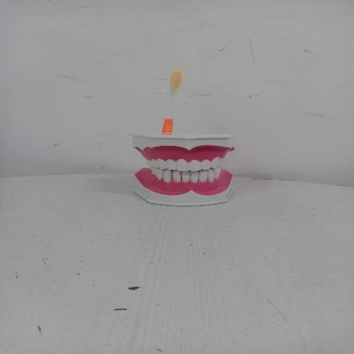 Dental Care Model For Patient Education