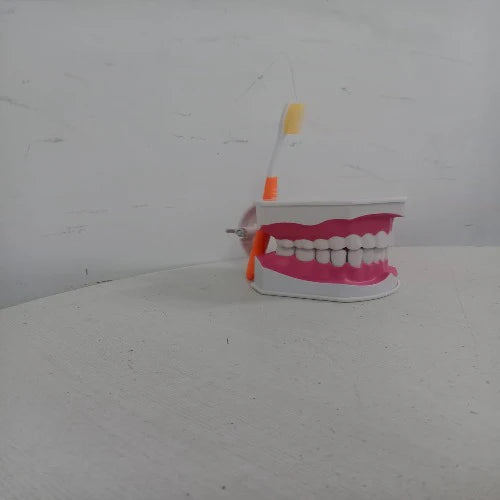 Dental Care Model For Patient Education