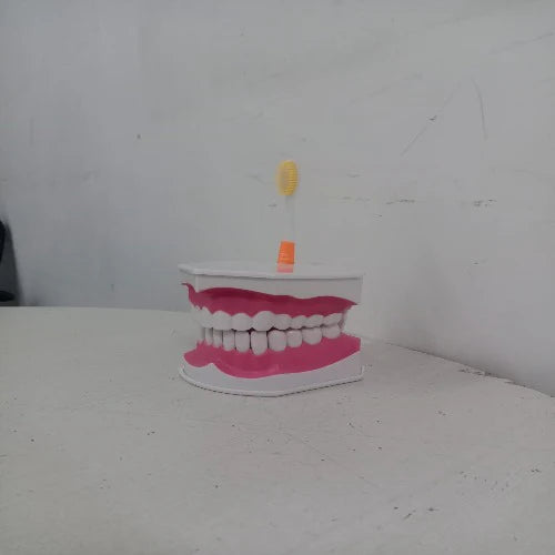 Dental Care Model For Patient Education
