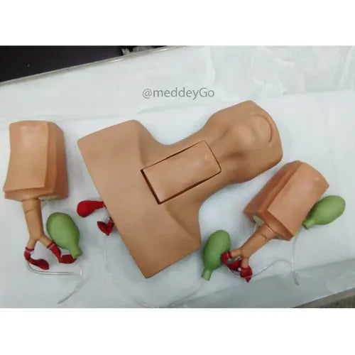 Tracheotomy and Endotracheal Intubation Model