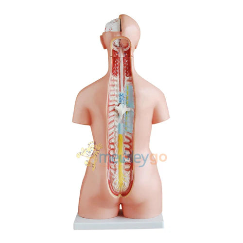 Unisex Torso 23 Parts 85 cm