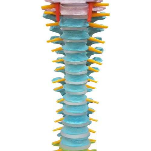 Vertebral Column Flexible