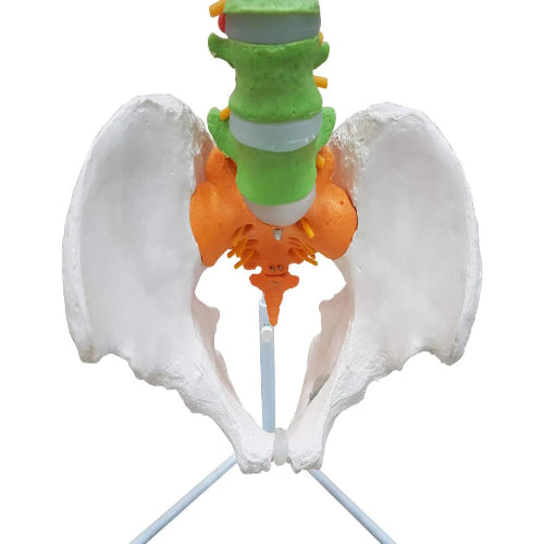 Vertebral Column Flexible