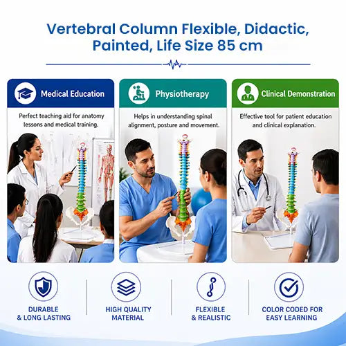 vertebral column 