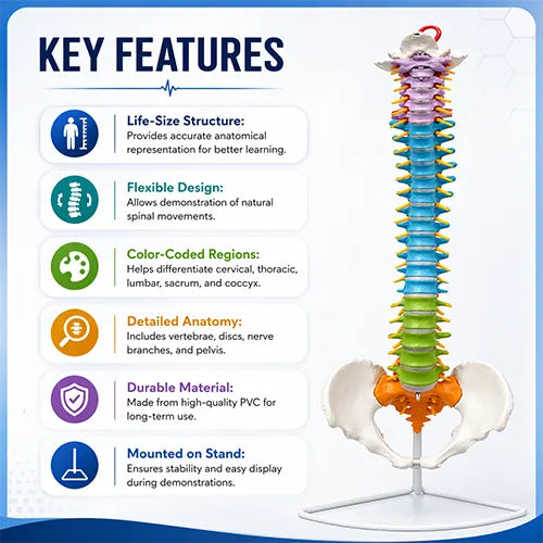 vertebral column 