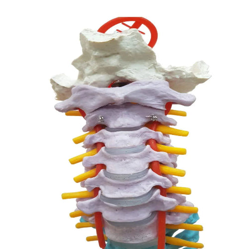 Vertebral Column Flexible