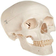 adult skull life size