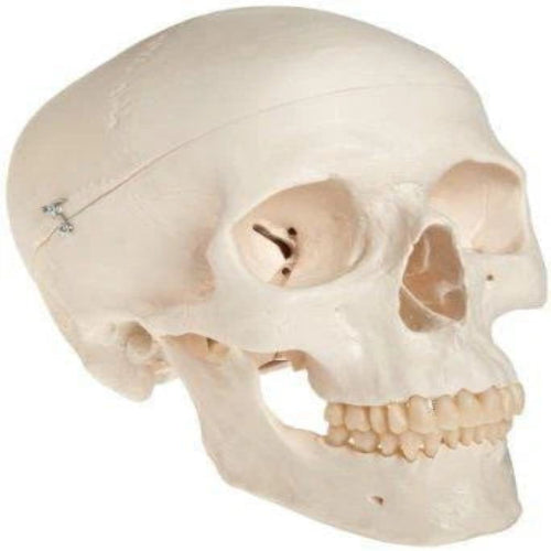 adult skull life size