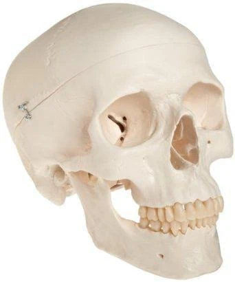 adult skull life size