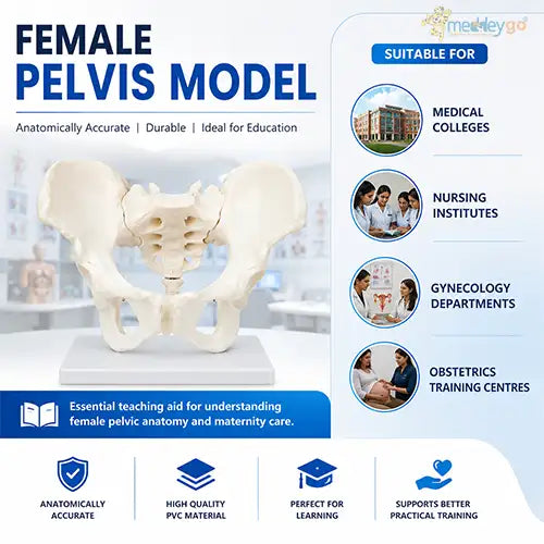 adult female pelvis model 