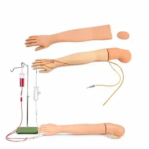 adult iv training model 
