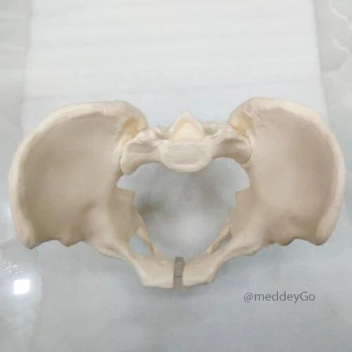 adult male pelvis model
