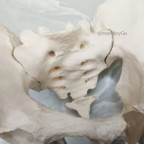 adult male pelvis model