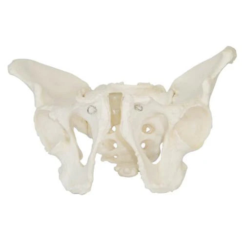 adult male pelvis model