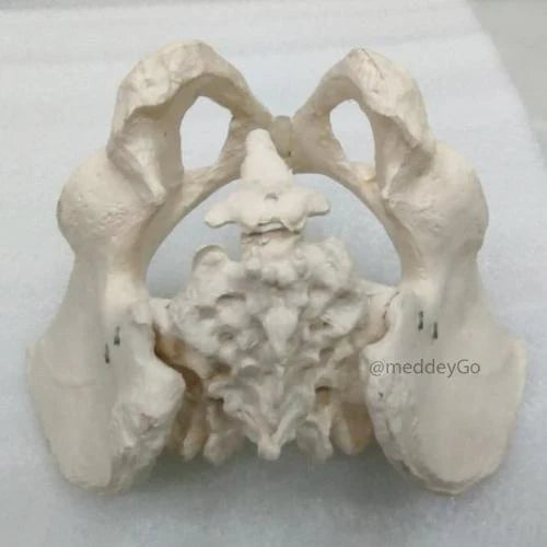 adult male pelvis model