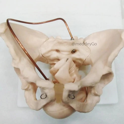 anatomical human skeleton 