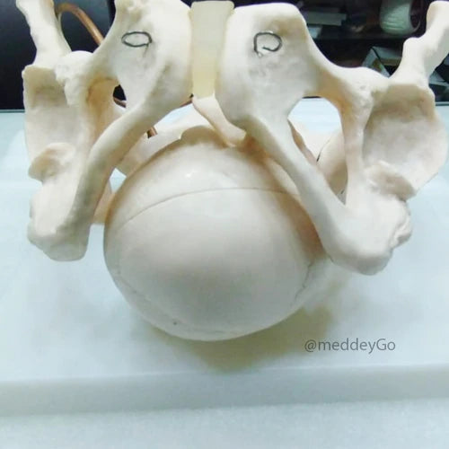 anatomical human skeleton