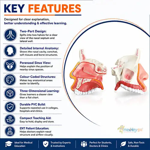 anatomical nasal cavity model 