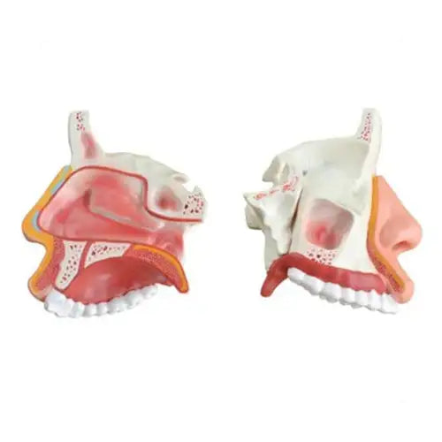 anatomical nasal cavity model 