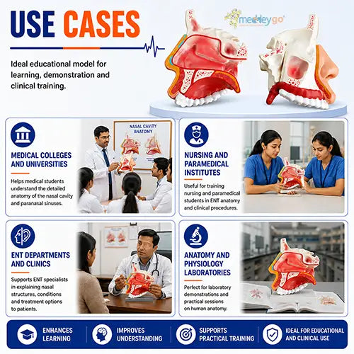 anatomical nasal cavity model 