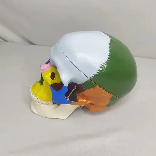 anatomy skull model