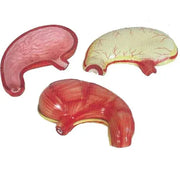 anatomy stomach model