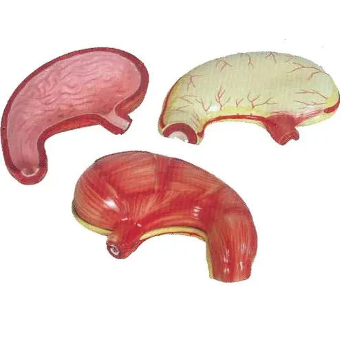 anatomy stomach model