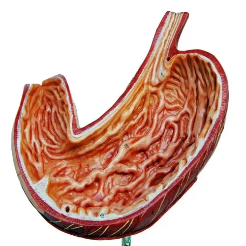 anatomy stomach model